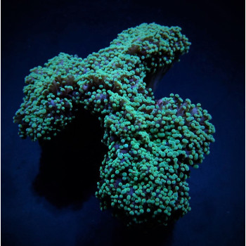 Euphyllia divisa (Green) 