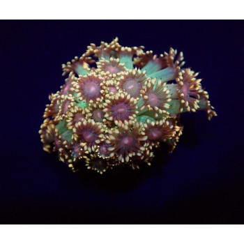 Goniopora spp, (Amazeballs) (frag) 