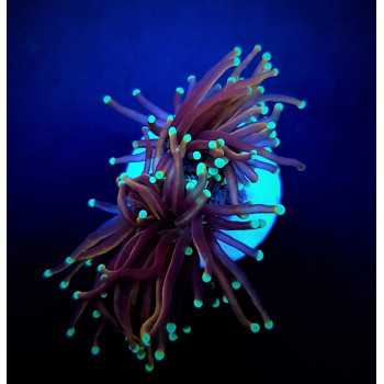 Euphyllia glabrescens (NYknicks) (1 hd,) 