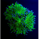 Euphyllia glabrescens (Reverse Holy Grail) (1 hd,) Tiny 