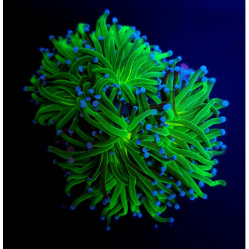 Euphyllia glabrescens (Reverse Holy Grail) (1 hd,) Tiny 