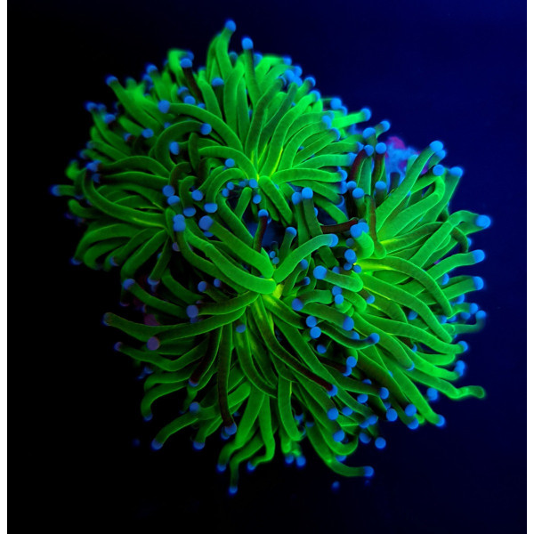 Euphyllia glabrescens (Reverse Holy Grail) (1 hd,) Tiny 