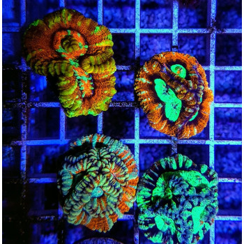 Symphyllia (Australophyllia) wilsoni (Ultra) (frag) 
