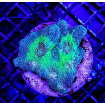 Pectinia spp, (Green Center) (frag) 