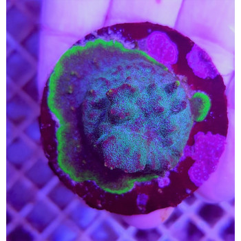 Psammocora spp, (Purple-Green) (frag) 