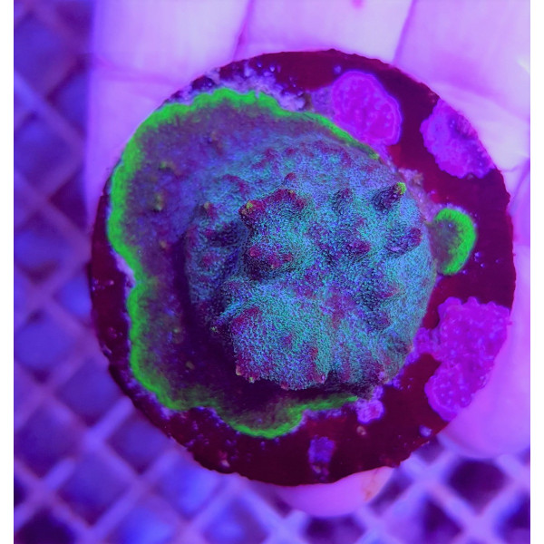 Psammocora spp, (Purple-Green) (frag) 