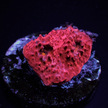 Mycedium spp, (Red) (frag) 