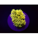 Goniopora spp, Yellow (Frag) 