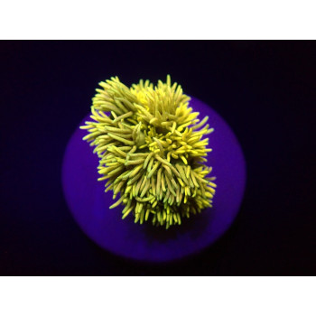 Goniopora spp, Yellow (Frag) 