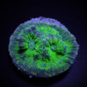 Mycedium spp, (Green) (frag) 