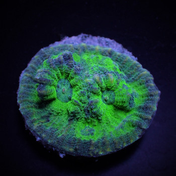 Mycedium spp, (Green) (frag) 