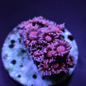 Goniopora spp, Red common (Frag) 