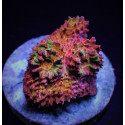 Mycedium spp, (Ultra) (frag) 