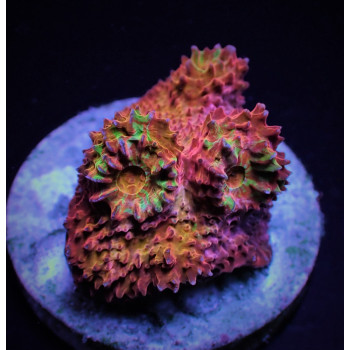 Mycedium spp, (Ultra) (frag) 