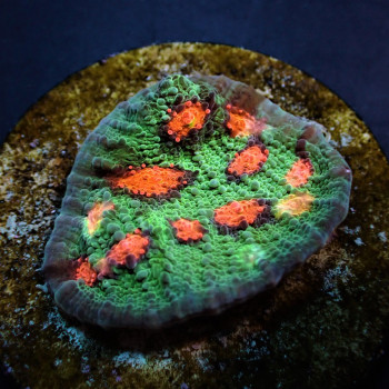 Echinopora spp, (Ultra) (frag) 