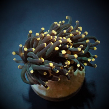 Euphyllia glabrescens (Premium) (p/h) 