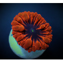 Blastomussa wellsi (Red) (1 hd,) (frag) 