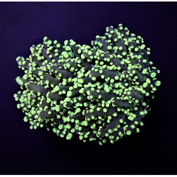 Euphyllia paradivisa (Green) (p/h) 