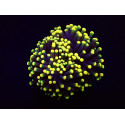 Euphyllia glabrescens (Orange-Yellow) (1 hd,) 