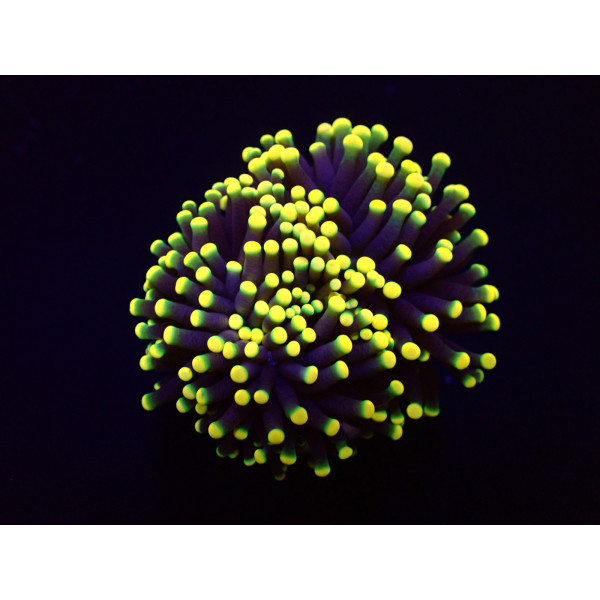 Euphyllia glabrescens (Orange-Yellow) (1 hd,) 