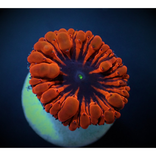 Blastomussa wellsi (Red) (2 hds,) (frag) 