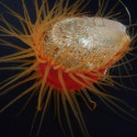 Ctenoides scaber 
