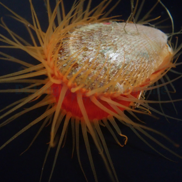 Ctenoides scaber 