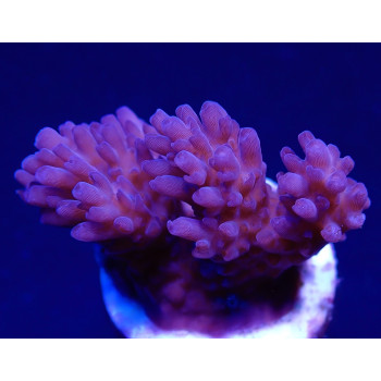 Acropora listeri (frag) 