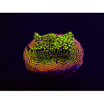 Montipora spp, (Fruity) (frag) 