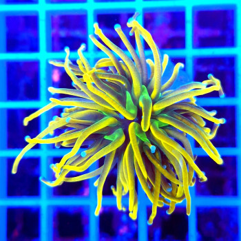 Euphyllia glabrescens (Holy...