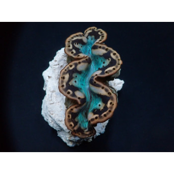 Tridacna maxima (Yellow/Gold) 3cm 
