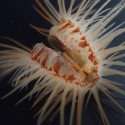 Limaria orientalis 