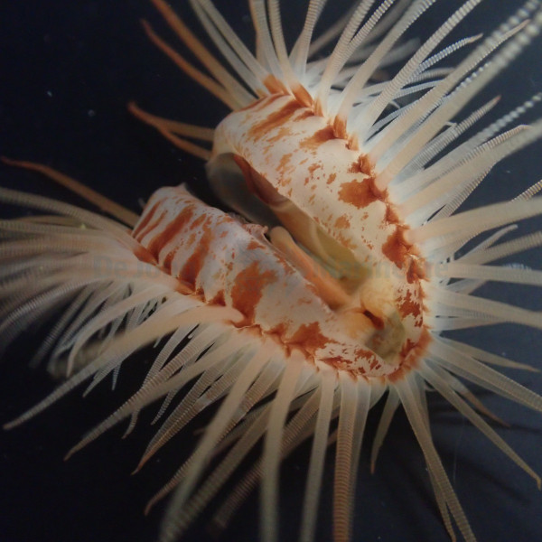 Limaria orientalis 
