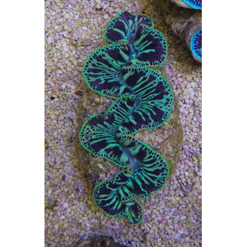 Tridacna maxima (Green) 6cm 