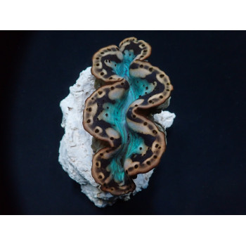 Tridacna maxima (Yellow/Gold) 5cm 