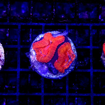 Acanthastrea Volcano|...