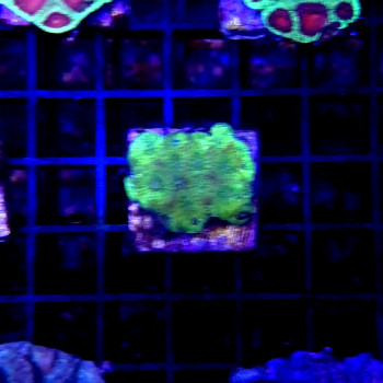 FAVITES SPP. GREEN