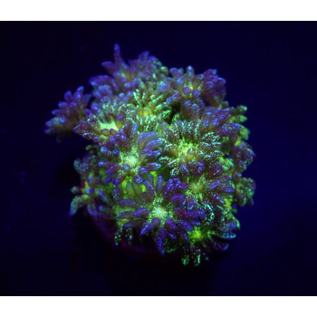 Goniopora spp, (Blue-Green...