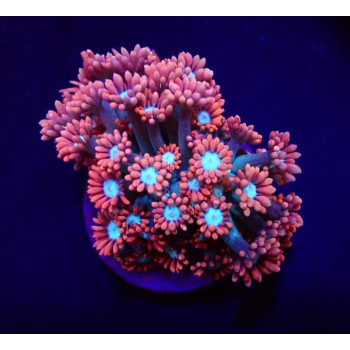 Goniopora spp, (Fire and...