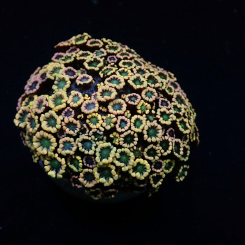 Alveopora spp, (Ultra) (frag)