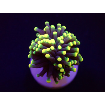 Euphyllia glabrescens...