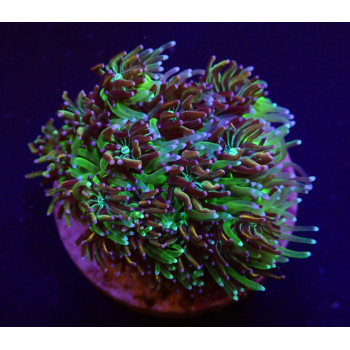 Galaxea spp,...