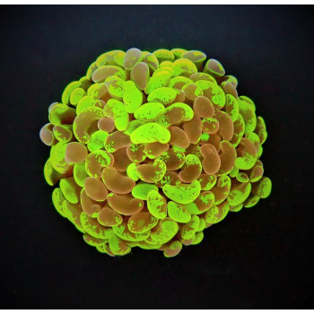 Euphyllia paraancora (Two...