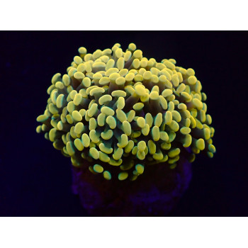 Euphyllia paraancora...