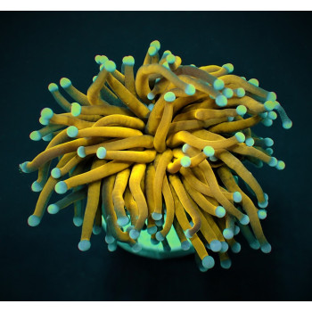 Euphyllia glabrescens (Gold...