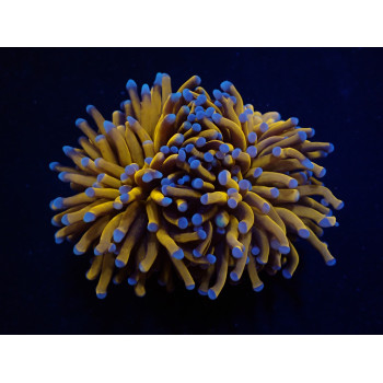 Euphyllia cristata (Gold...