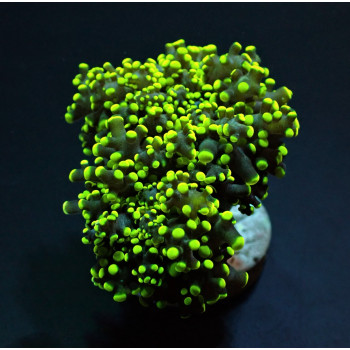 Euphyllia yaeyamaensis...