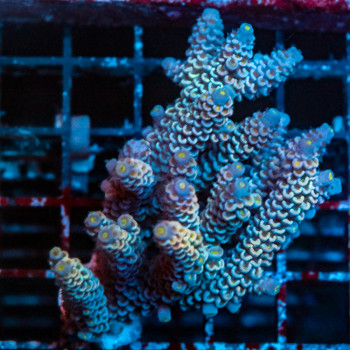 Acropora Tenuis ULTRA2