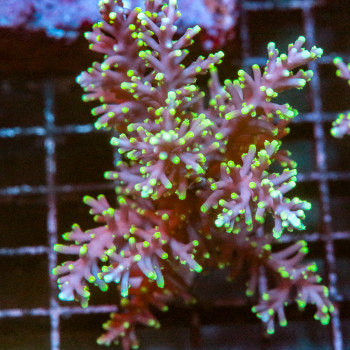 Acropora Carduus