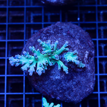 Acropora desalwii| WYSIWYG